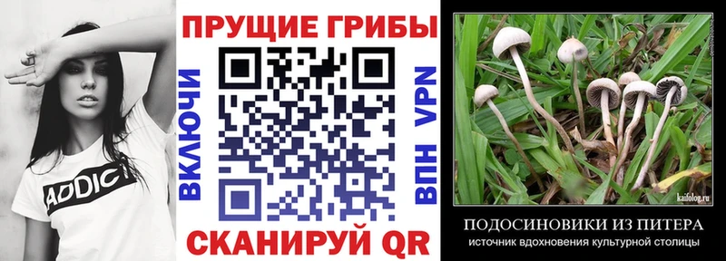 наркота Сурск Галлюциногенные грибы Magic Shrooms